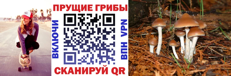 где можно купить   ОМГ ОМГ как зайти  Псилоцибиновые грибы Cubensis  Елизаветинская 